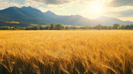 Golden wheat field, mountains, sunset