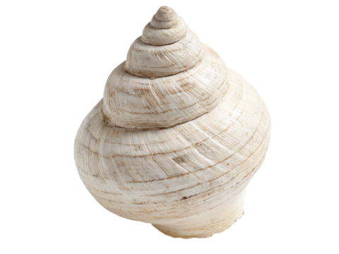 Elegant white seashell spiral isolated black background, Isolated On White Background, Png Transparent