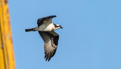Osprey in flight against a clear sky