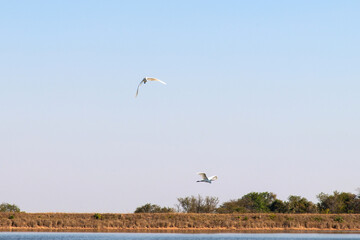 flying heron on the lake