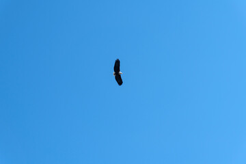 flying eagle in the blue sky
