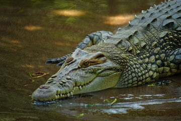 Obraz premium Close-up of a dangerous alligator with sharp teeth emerging from the water in the Florida Everglades