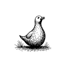 Engraved waterfowl illustration in monochromatic shades presenting a distinctive style with