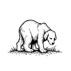 Engraving style illustration of a young bear foraging in a field isolated on a white background in