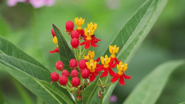 アスクレピアスの鮮やかな花と蟻