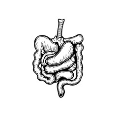 Human digestive system illustration showcasing bowel anatomy for education and health awareness