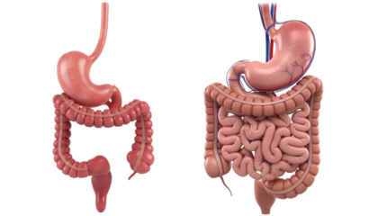 Stomach and intestinal tract isolated on transparent background. 3D illustration.
