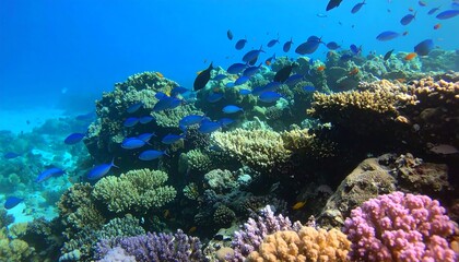 Fototapeta premium Vibrant coral reef teeming with fish