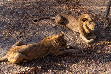 lion at Chaminuka Park in Zambia, Africa