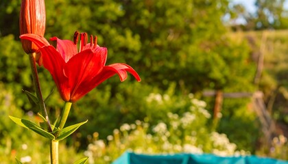 Vibrant red lily in garden setting (1)