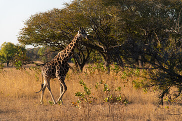 Fototapeta premium giraffe at Chaminuka Park in Zambia, Africa