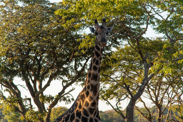 giraffe at Chaminuka Park in Zambia, Africa