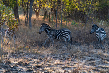 Zebra at the forest in Chaminuka Park, Zambia, Africa