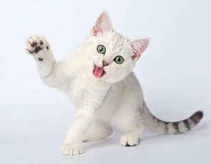 Obraz premium American Shorthair kitten playing with paw raised, pure white background
