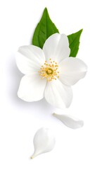White jasmine flower and leaves