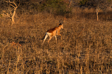 impala at Chaminuka Park in Zambia, Africa