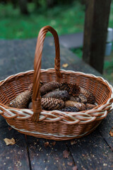 Fir cones in a wicker basket in a summer park on an old wooden table