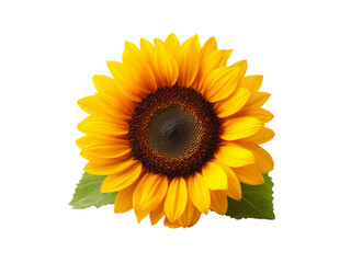Fototapeta premium Vibrant sunflower blossom isolated on black background, Isolated On White Background, Png Transparent