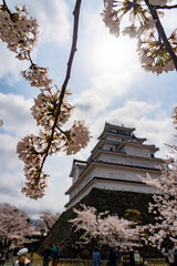鶴ヶ城の桜