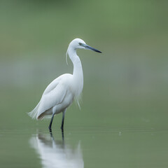 great blue heron ardea cinerea