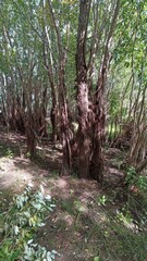 Dense Willow Thicket with Textured Trunks and Lush Greenery, Ideal for Nature Photography