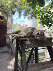 Lazy Afternoon Tabby Cat Sleeping Peacefully on a Weathered Wooden Ladder in Garden