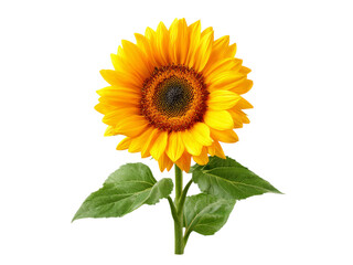 Fototapeta premium Vibrant single sunflower isolated on black background, Isolated On White Background, Png Transparent