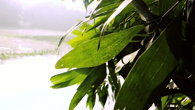 A mesmerizing and deeply serene slow-motion close-up of lush green leaves gently swaying in the morning breeze, with the soft, ethereal light of sunrise filtering through the foliage
