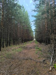 Forest Path Through Majestic Trees A Serene Nature Escape for Outdoor Adventures
