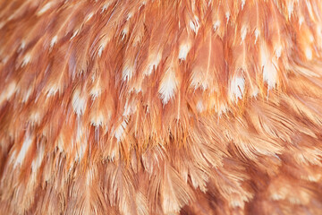 Closeup of red chicken feathers for texture and background, selective focus