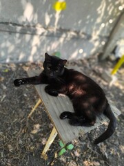 Elegant Black Cat Relaxing on Miniature Wooden Table in Summer Garden, Serene Feline