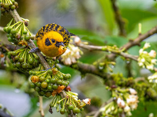 Golden Tanager Feeding on Berries