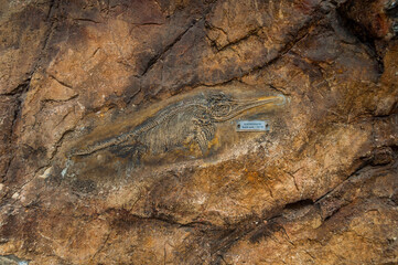 Gros plan de fossiles de mollusques,et autres.