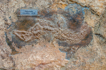 Gros plan de fossiles de mollusques,et autres.