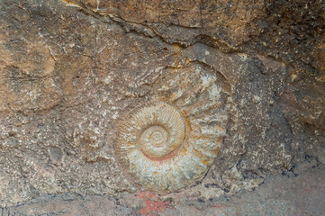 Gros plan de fossiles de mollusques,et autres.