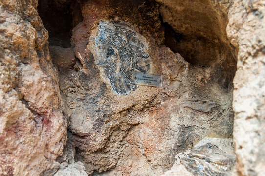 Gros plan de fossiles de mollusques,et autres.