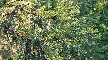 Sunlit Spruce Branches A Natural Christmas Texture Background for Festive Holiday Designs