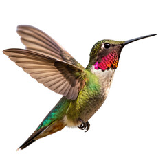 Fototapeta premium Colorful and vibrant hummingbirds are often captured in flight, hovering near flowers or 