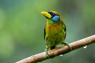 Female Red-headed Barbet in Rainforest
