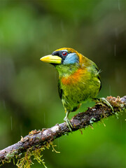 Female Red-headed Barbet in Rainforest