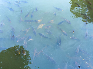 A beautiful underwater scene with colorful fish swimming in a tranquil pond, reflecting the natural...