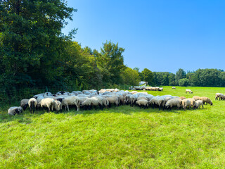 A large flock of graceful sheep grazes leisurely in a lush green field under clear blue skies,...