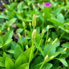 Obraz premium Fresh shoots sprout from lush green foliage, heralding the start of the growing season and the garden's vibrant charm.