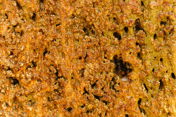 Textured natural surfaces create unique patterns and colors, showcasing the beauty of Earths diverse biological and geological elements across various environments and stunning landscapes