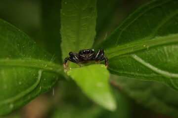 The image shows a jumping spider (Salticidae) perched on a green leaf. This spider exhibits remarkable jumping ability and uses its large eyes to observe prey.