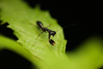 Small praying mantises (Family Mantidae) and mantis-like insects in families Mantispidae or Dryinidae possess raptorial forelegs adapted for seizing prey, primarily small insects.