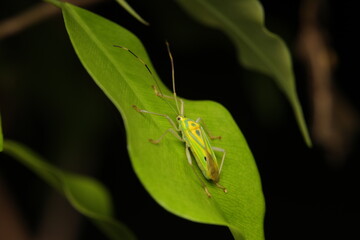Plant bugs (Miridae), small insects belonging to Hemiptera, are significant both as agricultural pests and as natural predators of some harmful insects.