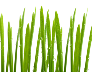  Firefly_Green grass blades with water droplets isolated on transparent background