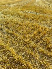 Golden Harvest A Beautiful Scenic View of Sunlit Stubble Fields After the Process of Grain Harvesting Has Occurred, Showcasing Natures Bounty and the Tranquility of the Countryside