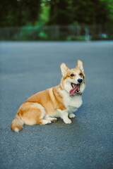 Playful Corgi Relaxing on Asphalt Surface in Natural Setting